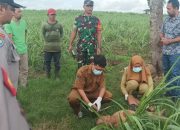 Polres Blitar Selidiki Kematian Pria 70 Tahun di Lahan Tebu Binangun, Diduga Gelandangan