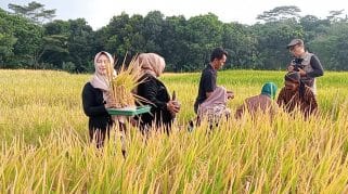 Jaga Tradisi, Warga Krasak Boyolali Gelar Wiwit Jelang Panen Raya Padi Jaga Tradisi, Warga Krasak Boyolali Gelar Wiwit Jelang Panen Raya Padi