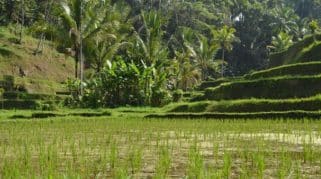 Wellness Retreat di Bali: Healing dan Detox di Pulau Dewata