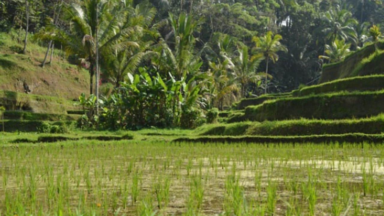 Wellness Retreat di Bali: Healing dan Detox di Pulau Dewata